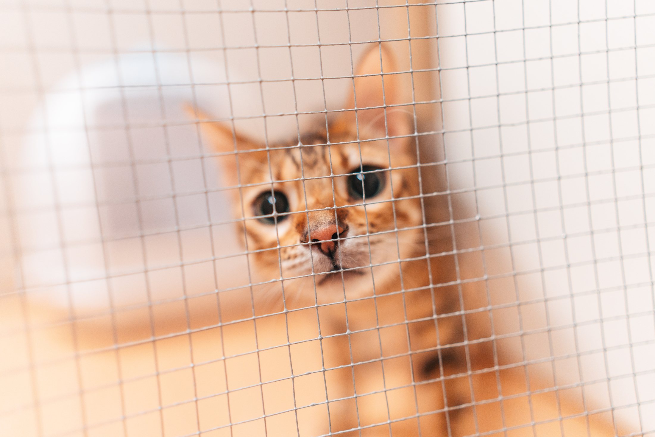 Nieuwsgierige kat achter het gaas van haar kamer